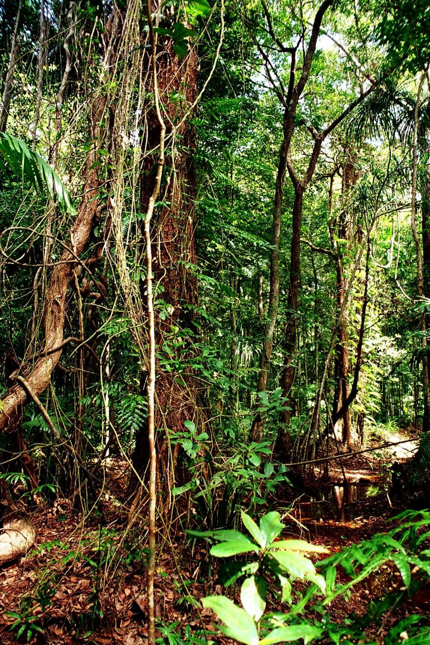 Co takhle 8 dní bloudění jamajským pralesem a obživa svépomocí?