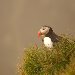 Puffin_Westernfjords