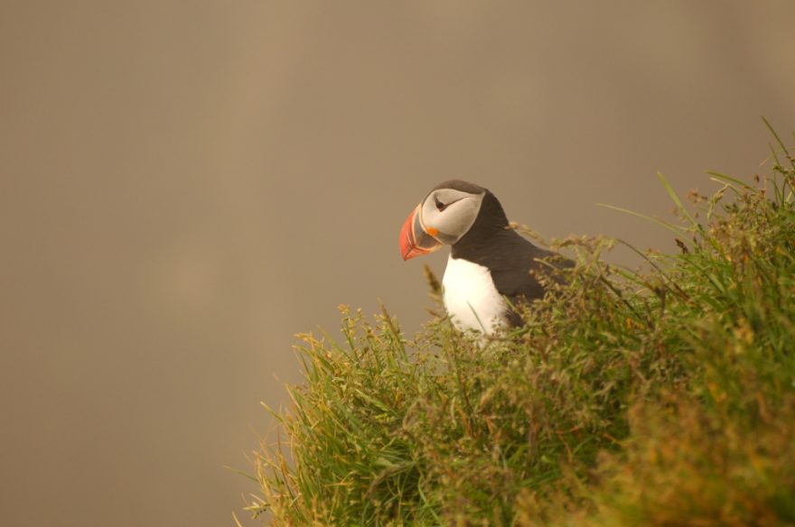 Puffin_Westernfjords