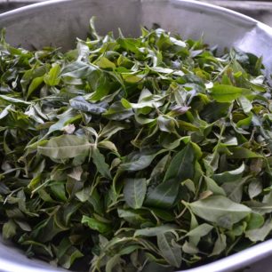 Začínám poškozovat lístky