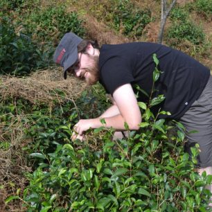 Radost při sběru čaje, Gruzie