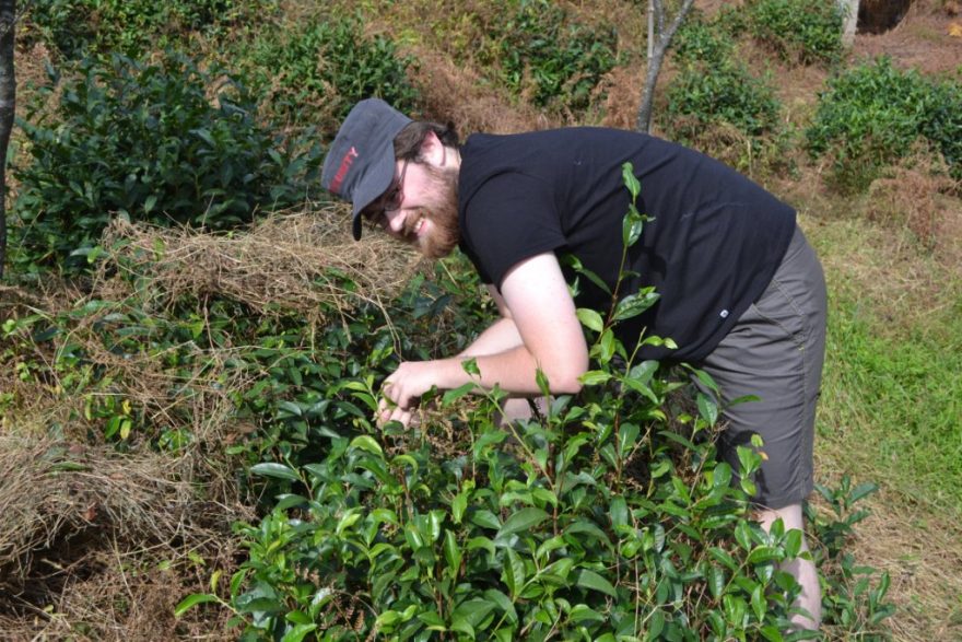 Radost při sběru čaje, Gruzie