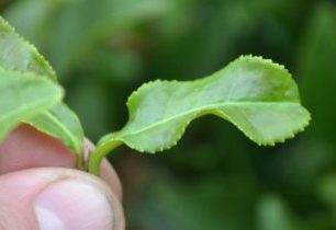 Čajový lístek, Gruzie