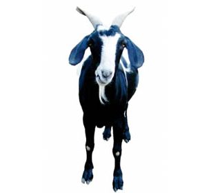 Veselá koza, zdroj: Skutecnydarek.cz