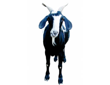 Veselá koza, zdroj: Skutecnydarek.cz