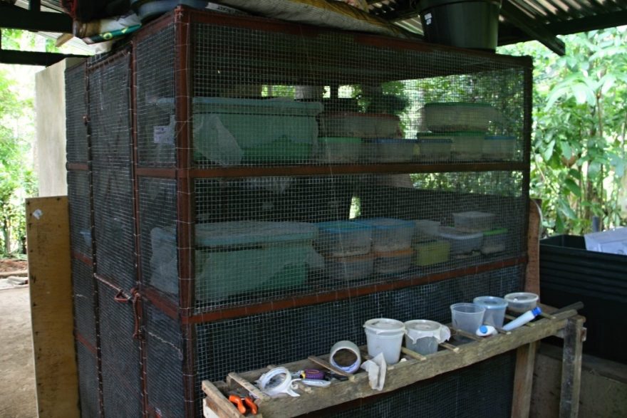 Hmyz je hlavní složkou potravy nartounů, Bohol