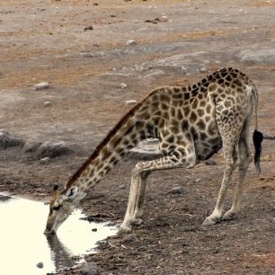 žirafa u napajedla v NP Etosha