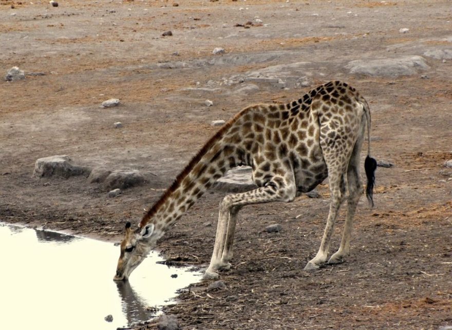 žirafa u napajedla v NP Etosha