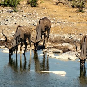 antilopy (kudu velký), napajedlo v národním parku Etosha