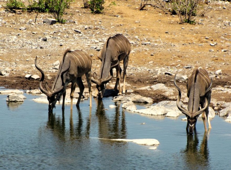 antilopy (kudu velký), napajedlo v národním parku Etosha