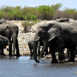 sloni v NP Etosha