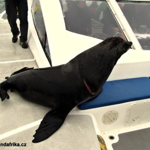 návštěva lachtana na palubě  katamaránu, Walwis Bay