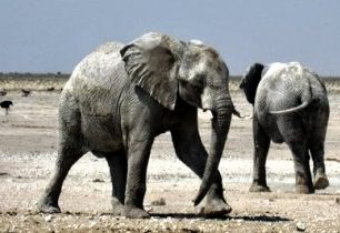 pozorování slonů u napajedla v národním parku Etosha