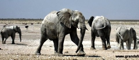 pozorování slonů u napajedla v národním parku Etosha