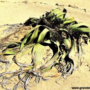 živoucí fosílie - welwitschia mirabilis