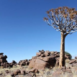 Namibijské sukulenty