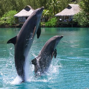 Potkat můžete i delfíny