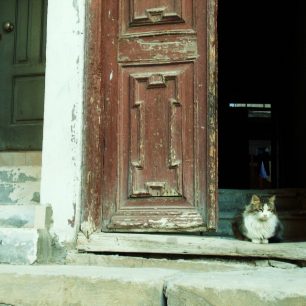 Místní čtyřnohý obyvatel