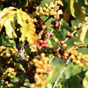 Kávové třešničky