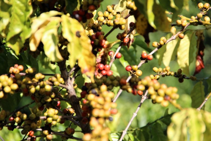 Kávové třešničky