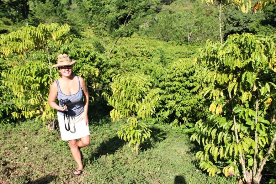 Kávové plantáže