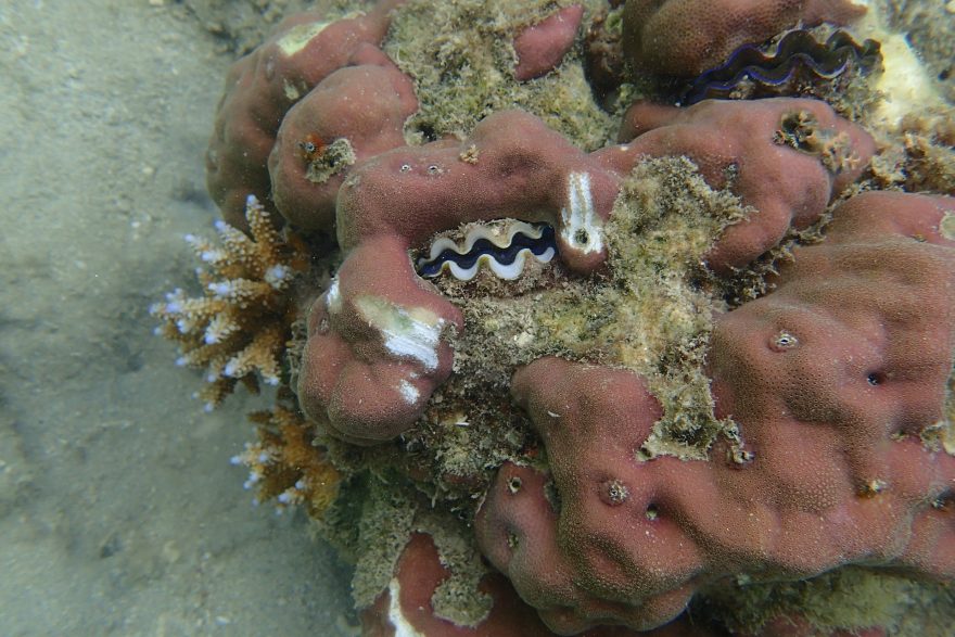 Potápění na Andamanách