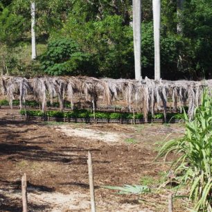 Pěstování kávovníkových sazenic