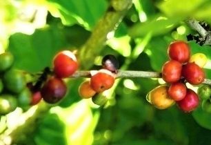 Kávové "třešně"
