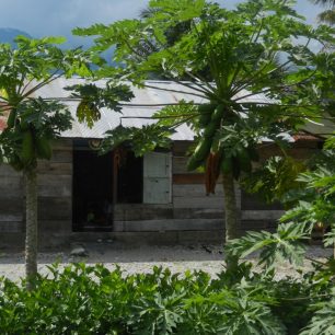 Místní laskomina, papája