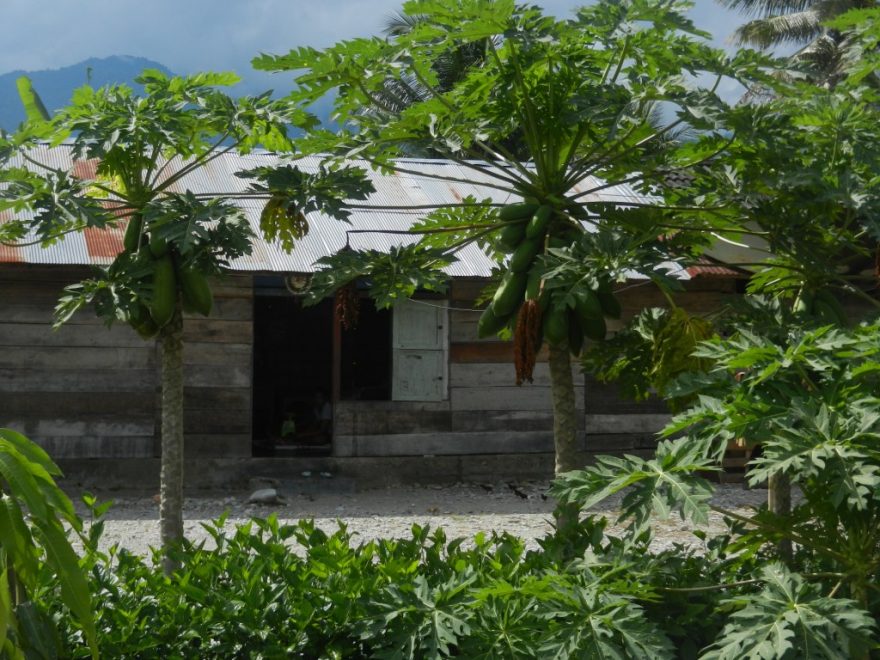 Místní laskomina, papája