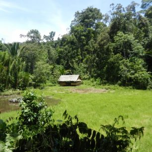 Rýžové pole v džungli