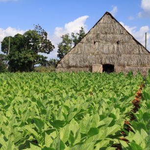 Pinar del Rio, nejznámější oblast pro milovníky doutníků