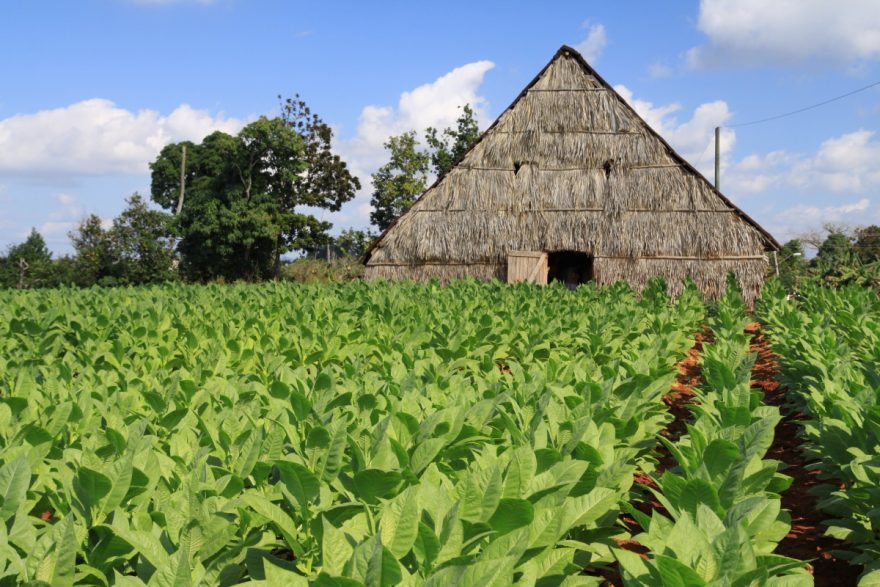 Pinar del Rio, nejznámější oblast pro milovníky doutníků