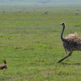 Tanzanie, Ngorongoro … jeli jsme zrovna na cestě z oběda, když jsme uviděli pštrosa, který se čepýří a je viditelně naštvanej. Původně jsme mysleli, že je u něj slepice, ale po chvíli se ukázalo, že závod na život a smrt probíhá mezi pštrosem a šakalem.