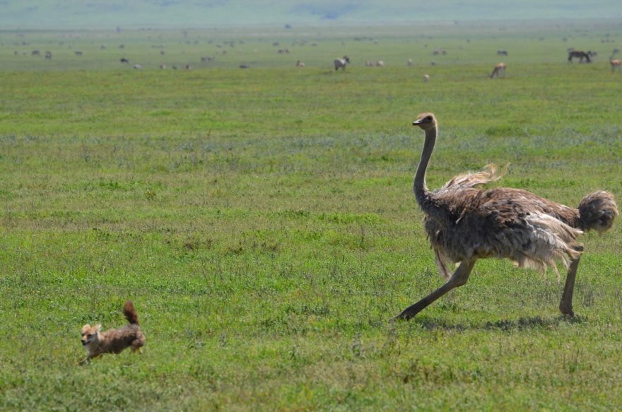Tanzanie, Ngorongoro … jeli jsme zrovna na cestě z oběda, když jsme uviděli pštrosa, který se čepýří a je viditelně naštvanej. Původně jsme mysleli, že je u něj slepice, ale po chvíli se ukázalo, že závod na život a smrt probíhá mezi pštrosem a šakalem.