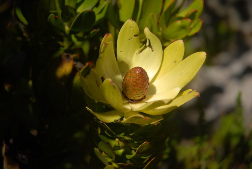 Květ protey, typické rostliny jižní Afriky, která však vyhledává spíše drsnější klima