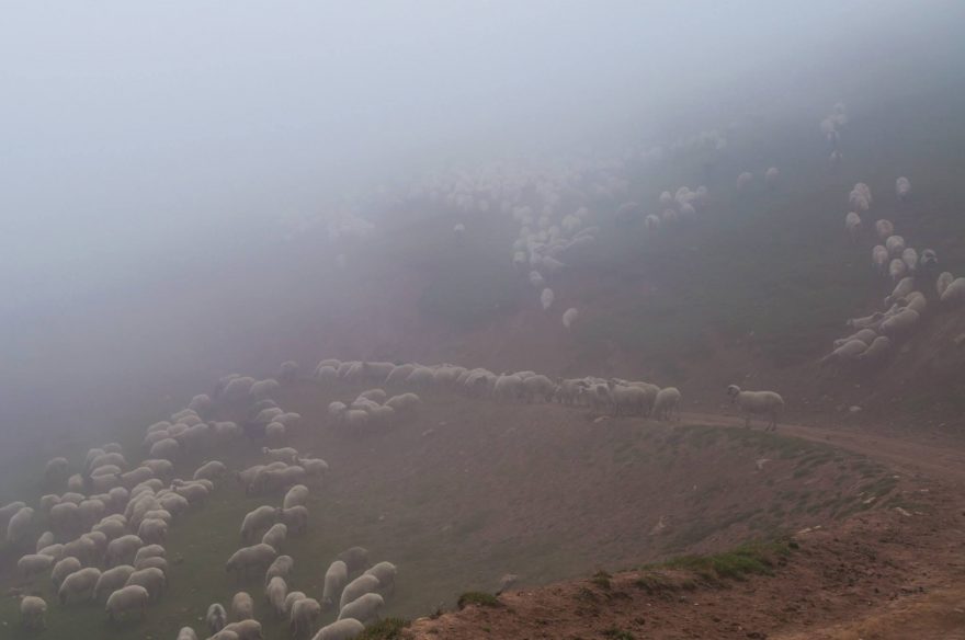 Ovce a pastevci schovaní v mlze