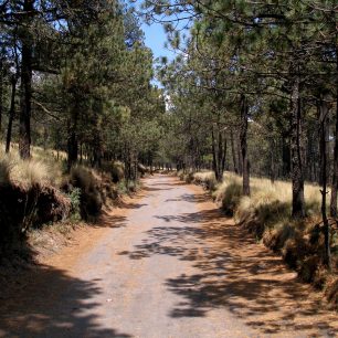 Borové lesy u Paso de Cortéz, cestou ke Cascadas de La Joya
