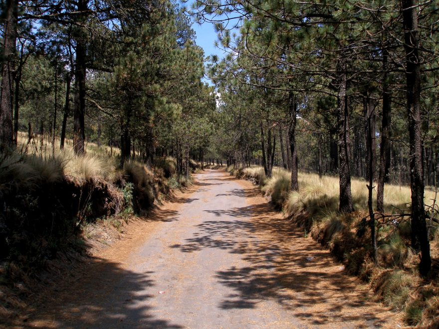 Borové lesy u Paso de Cortéz, cestou ke Cascadas de La Joya