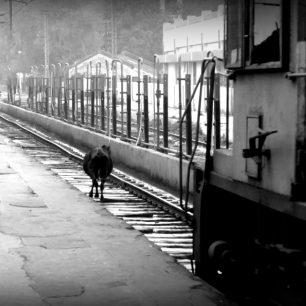 18 hodin: na cestě, prostě kráva