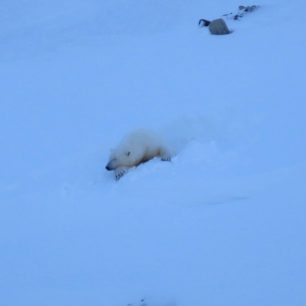 Na Špicberkách nemají přirozeného nepřítele