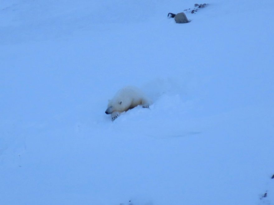 Na Špicberkách nemají přirozeného nepřítele