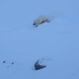 Lední medvědi nejsou agresivní, spíše zvědaví