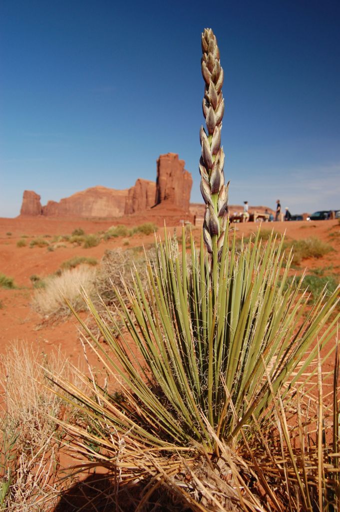 Kaktus v Údolí monumentů