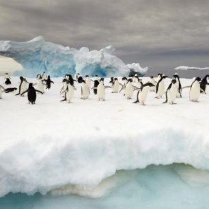 Častá kulisa plaveb v antarktických vodách - přízračně tyrkysové kry s různými druhy tučňáků - zde opět tučňák kroužkový (Adélie penguin, Pygoscelis adeliae)