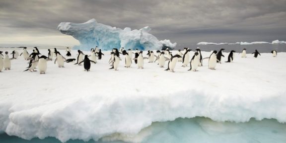 Za tučňáky do Patagonie