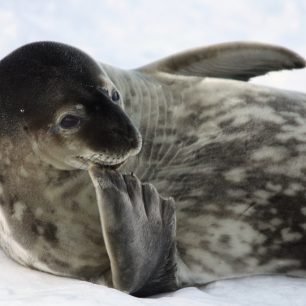 Často pozorovanými savci antarktických vod jsou tuleni leopardí (Leopard Seal, Hydrurga leptonix)