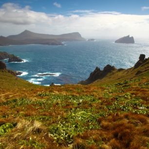 Campbell Island - jeden ze Subantarktických ostrovů ve vodách Nového Zélandu a zastávka nebo cíl expedičních plaveb. Významné hnízdiště zejména albatrosů, buřňáků, kormoránů a tučňáků. Je vyhlášený díky nádherným megaherbům - místním vytrvalým bylinám s o