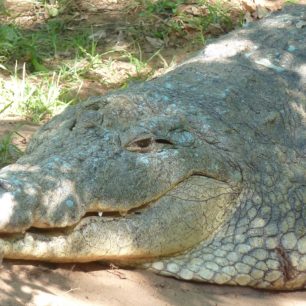Krokodýlí centrum nedaleko St. Lucia