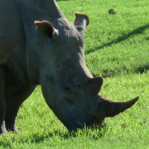 Nosorožec v rezervaci Schotia